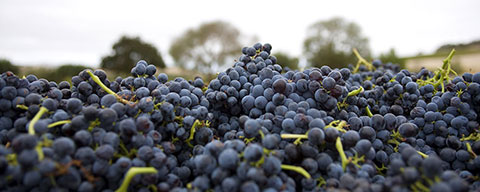 Vineyard Tour - Grapes